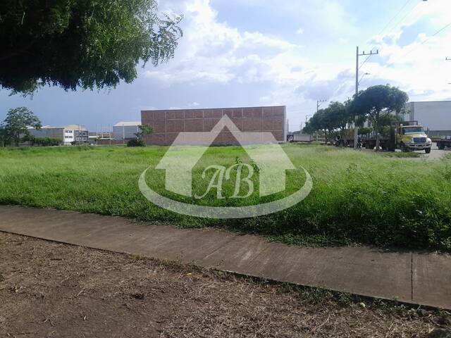 Lotes para Venta en Montería - 4
